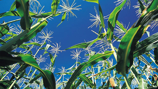 種植類(lèi)高活性微生態(tài)制劑